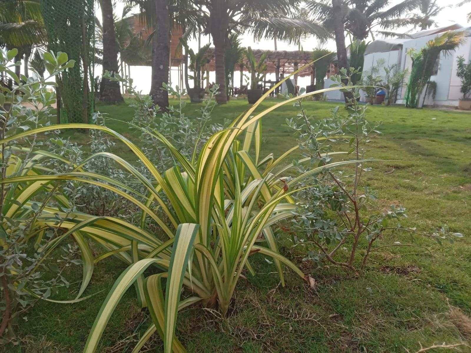 Inas Ocean Front Hotel Canacona Exterior photo